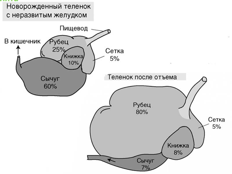 Что делает рубец у коровы. Рубец сетка книжка сычуг КРС.