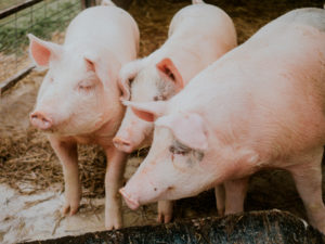 Свиньи: Задержка роста и недостаточный привес